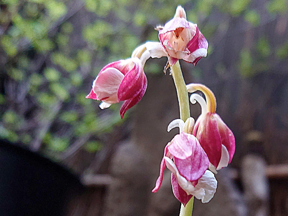 サルメンエビネ