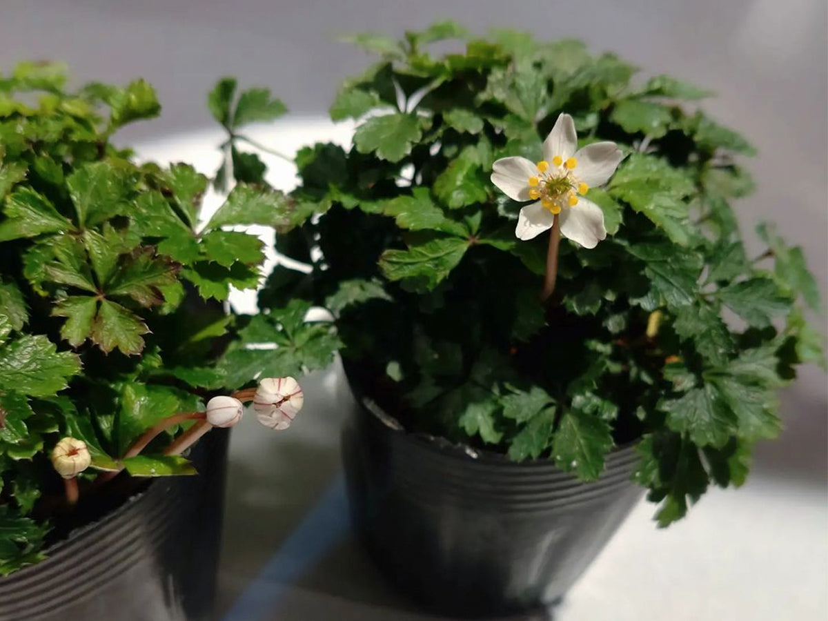 バイカオウレン