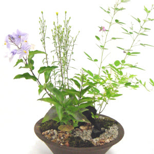 山野草の寄せ植え