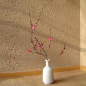 茶花 お届け便