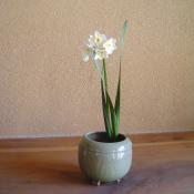 茶花 お届け便 (クール便)