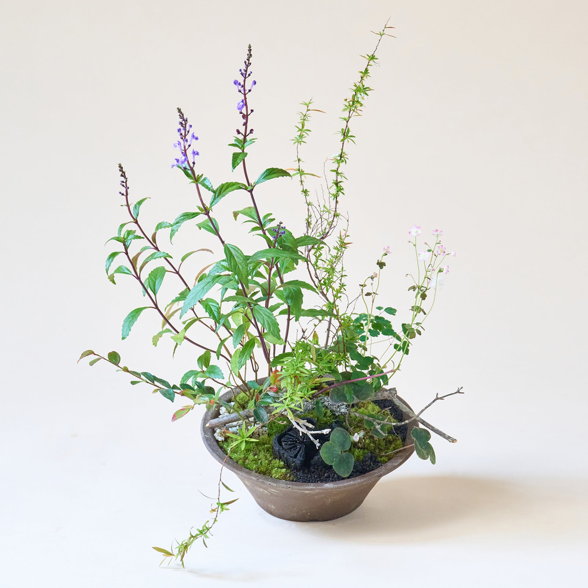 山野草の寄せ植え