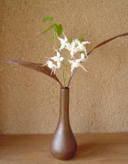 野の花（切り花）お届け便