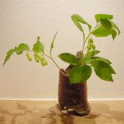 茶花 お届け便 (クール便)