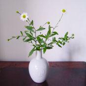 茶花 お届け便 (クール便)