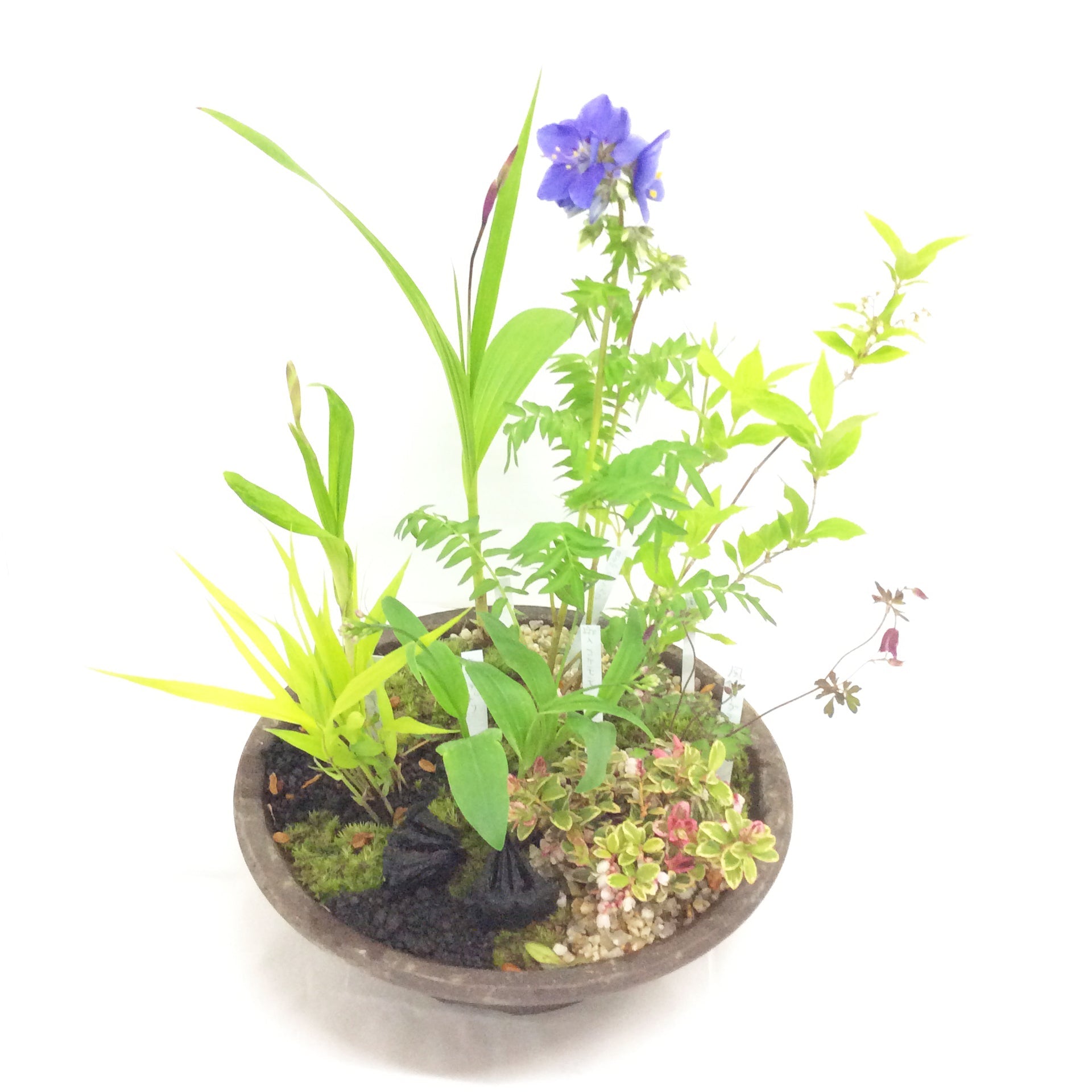 【2025年母の日】山野草の寄せ植え