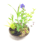 【2025年母の日】山野草の寄せ植え