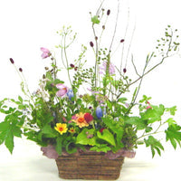 野花 野に咲く花 増補改訂新版 (山溪ハンディ図鑑) | 門田裕一, 畔上能力