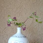 茶花 お届け便