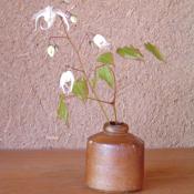 野の花（切り花）お届け便