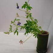 野の花（切り花）お届け便