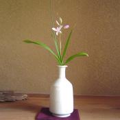 野の花（切り花）お届け便