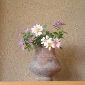茶花 お届け便
