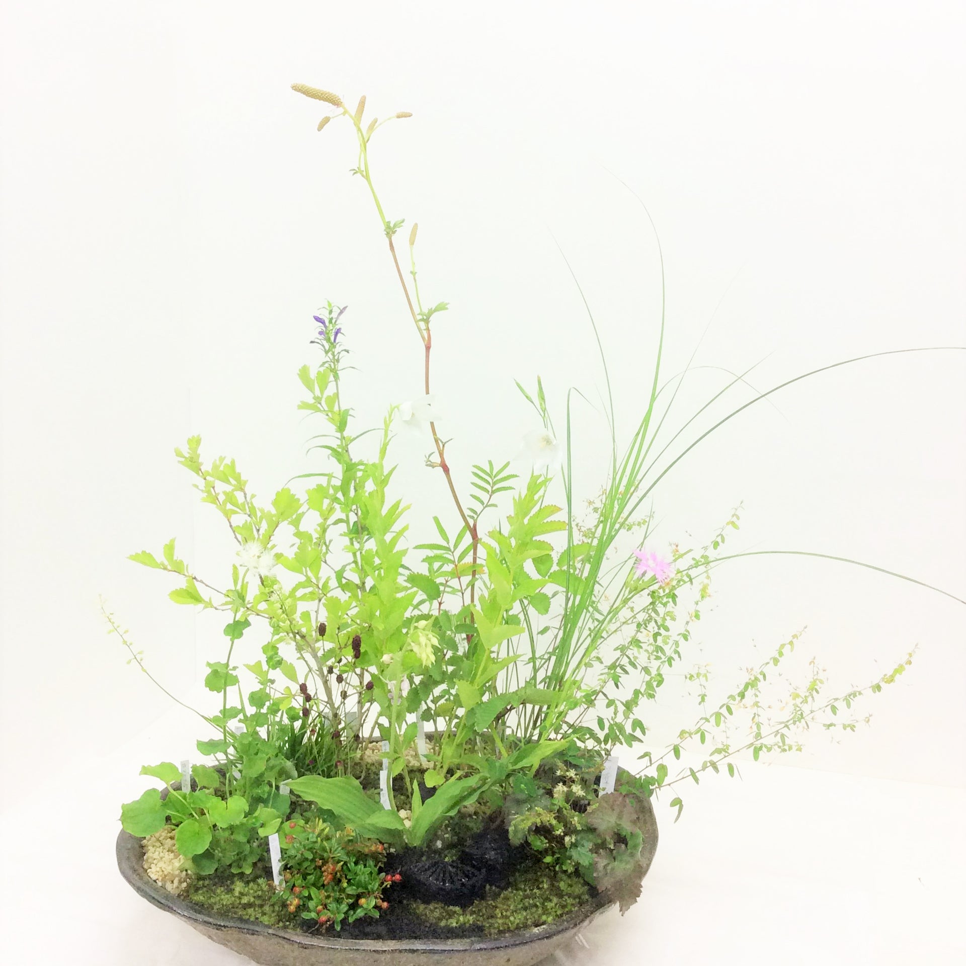 山野草の寄せ植え