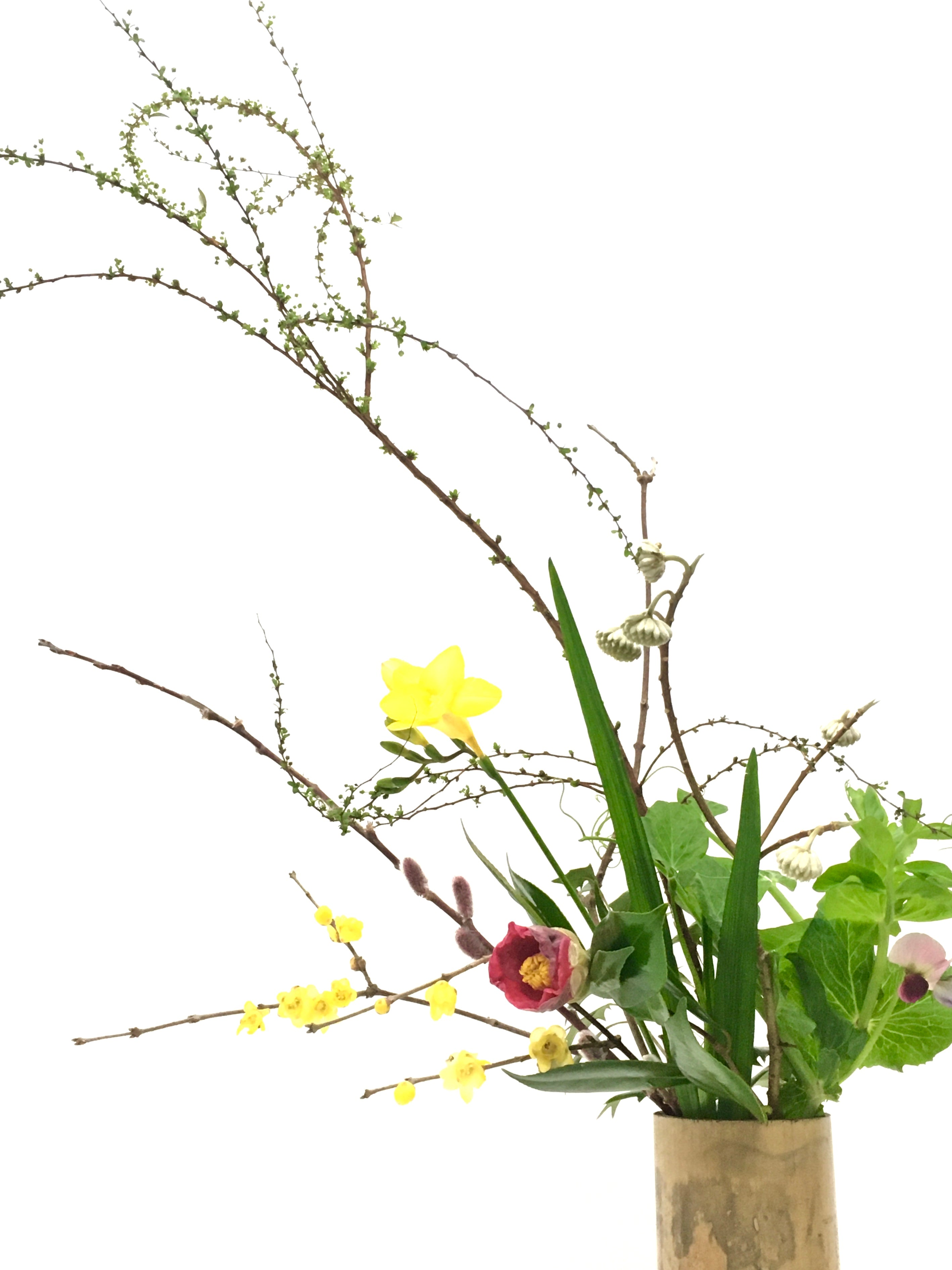 茶花 お届け便