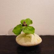 茶花 お届け便